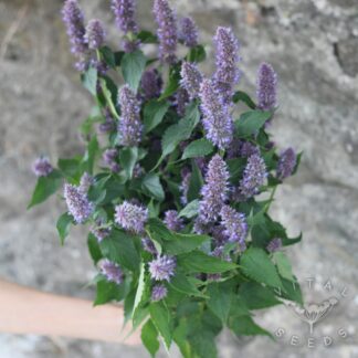 Korean Mint (Organic)