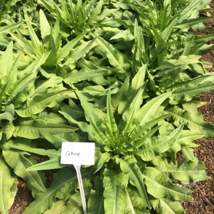 Celtuce (Organic) ***NEW FOR 2026*** - Image 3