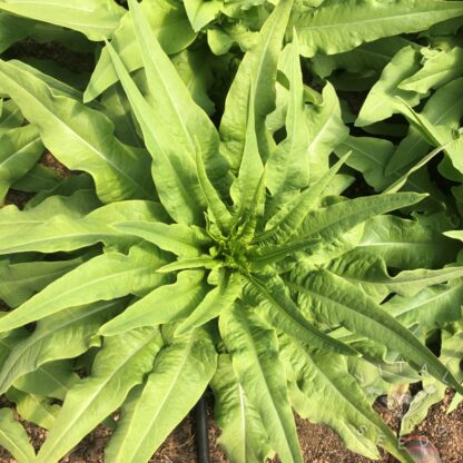 Celtuce (Organic) ***NEW FOR 2026*** - Image 4