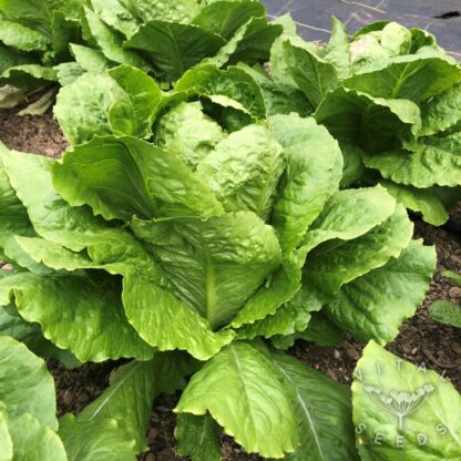 Lettuce - Olga (Organic) ***NEW FOR 2026*** - Image 2