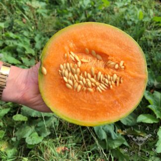 Melon - Charentais (Organic) ***NEW FOR 2026***