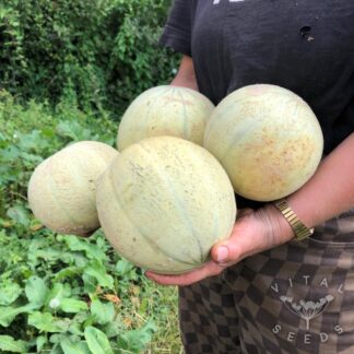 Melon - Charentais (Organic) ***NEW FOR 2026***