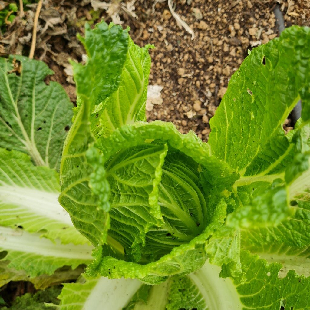 Napa Cabbage - Jeju Island (Organic) ***NEW FOR 2026*** - Image 2