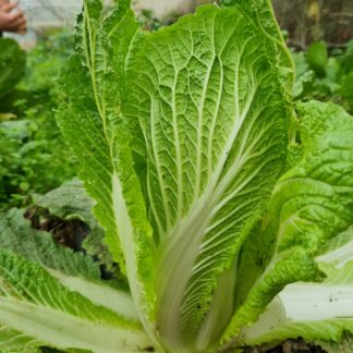 Napa Cabbage - Jeju Island  (Organic) ***NEW FOR 2026***