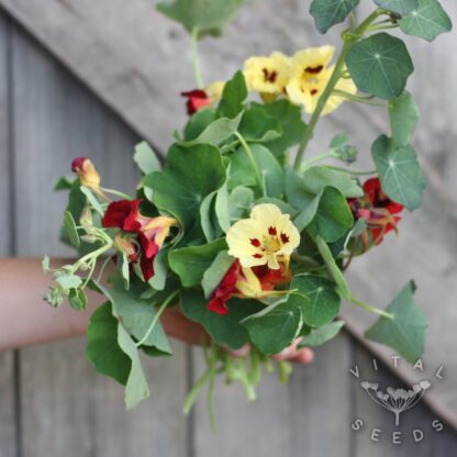 Nasturtium - Bloody Mary (Organic) ***NEW FOR 2026*** - Image 2
