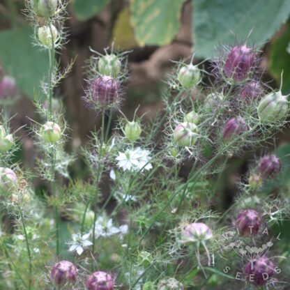 Nigella - Cramers Plum (Organic) ***NEW FOR 2026*** - Image 4