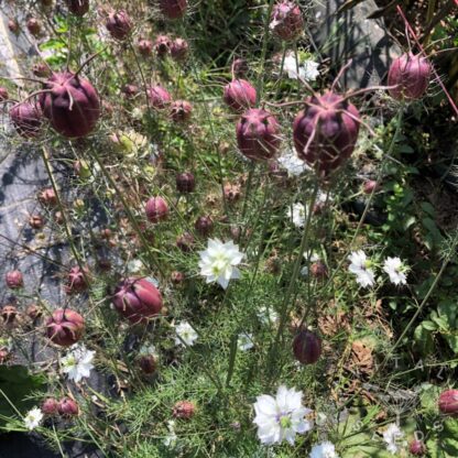 Nigella - Cramers Plum (Organic) ***NEW FOR 2026*** - Image 5