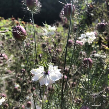 Nigella - Cramers Plum (Organic) ***NEW FOR 2026*** - Image 3