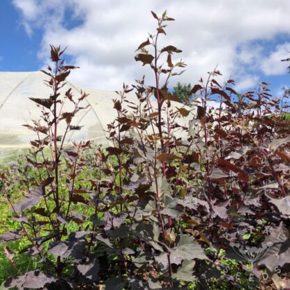 Red Orach -  (Organic) - Image 4