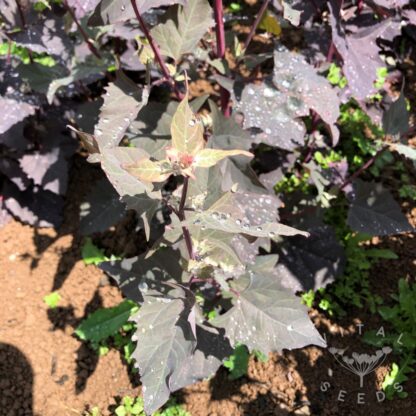 Red Orach -  (Organic) - Image 3