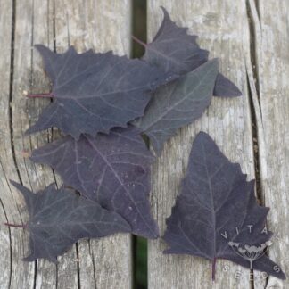 Red Orach