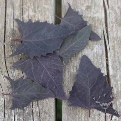 Red Orach -  (Organic) - Image 2