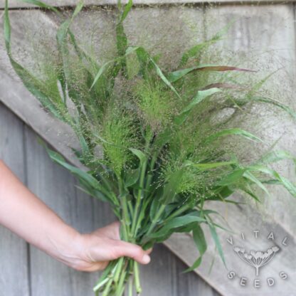 "Panicum elegans" - Sprinkles (Organic) ***NEW FOR 2026*** - Image 2