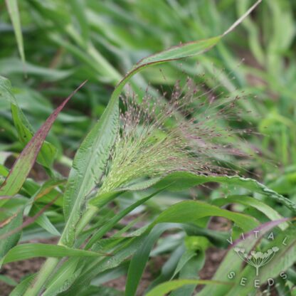 "Panicum elegans" - Sprinkles (Organic) ***NEW FOR 2026***