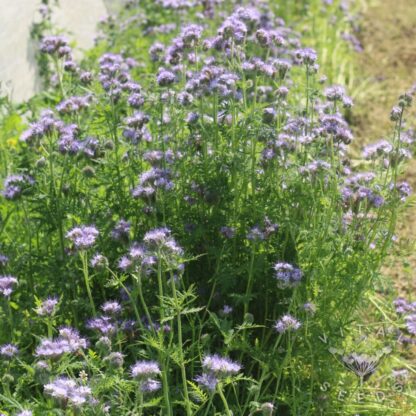Phacelia  (Organic) - Image 2