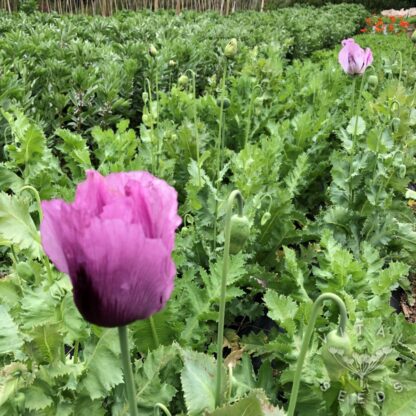 Poppy - Hungarian Blue (Organic) - Image 3