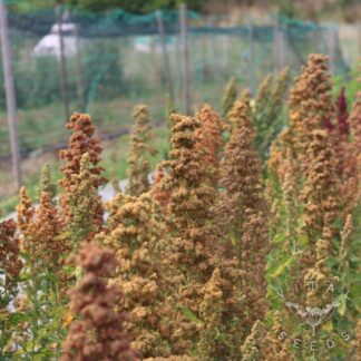Quinoa - Wild Garden Breeders Mix (Organic) ***NEW FOR 2026***