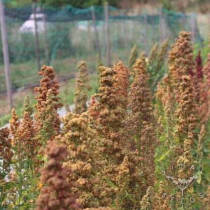 Quinoa - Wild Garden Breeders Mix (Organic) ***NEW FOR 2026***
