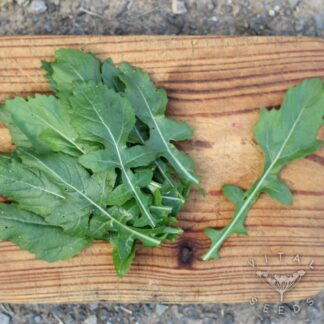 Rocket - Wasabi (Organic) ***NEW FOR 2026***
