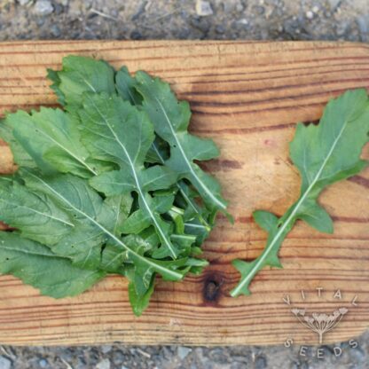 Rocket - Wasabi (Organic) ***NEW FOR 2026***