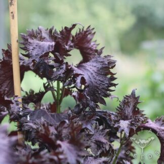 Shiso - Purple (Organic) ***NEW FOR 2026***