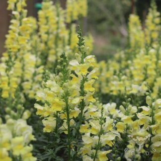 Snapdragon - Canary Bird (Organic) ***NEW FOR 2026***