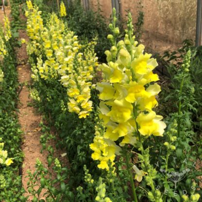 Snapdragon - Canary Bird (Organic) ***NEW FOR 2026*** - Image 3