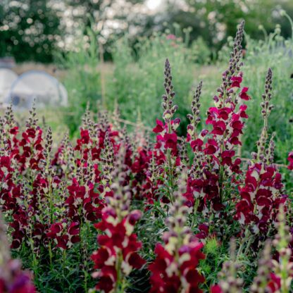 Snapdragon - Night and Day (Organic) ***NEW FOR 2026*** - Image 3