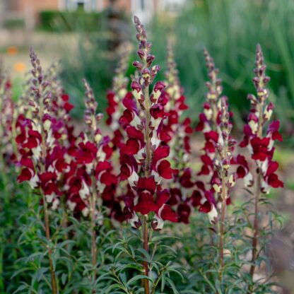 Snapdragon - Night and Day (Organic) ***NEW FOR 2026*** - Image 4