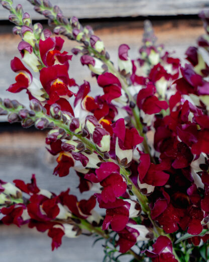Snapdragon - Night and Day (Organic) ***NEW FOR 2026*** - Image 5