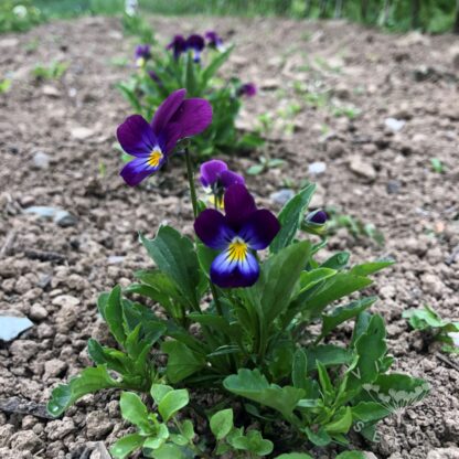 Viola - Viola / Wild Pansy (Organic) - Image 3