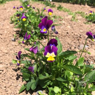 Viola