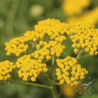 Achillea filipendula - Parkers Variety (Organic) ***NEW FOR 2026***