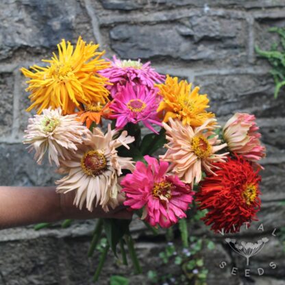 Zinnia - Tidepool (Organic) ***NEW FOR 2026*** - Image 2