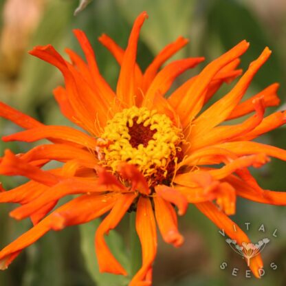 Zinnia - Tidepool (Organic) ***NEW FOR 2026*** - Image 6