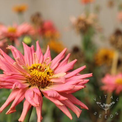 Zinnia - Tidepool (Organic) ***NEW FOR 2026*** - Image 5