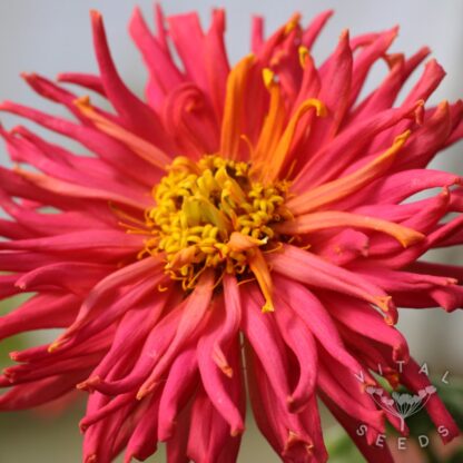 Zinnia - Tidepool (Organic) ***NEW FOR 2026*** - Image 4