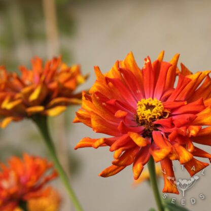 Zinnia - Tidepool (Organic) ***NEW FOR 2026*** - Image 3