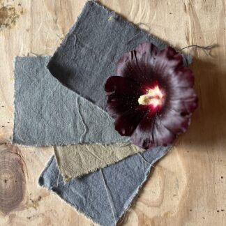 Black Hollyhock (Organic) ***NEW FOR 2026***