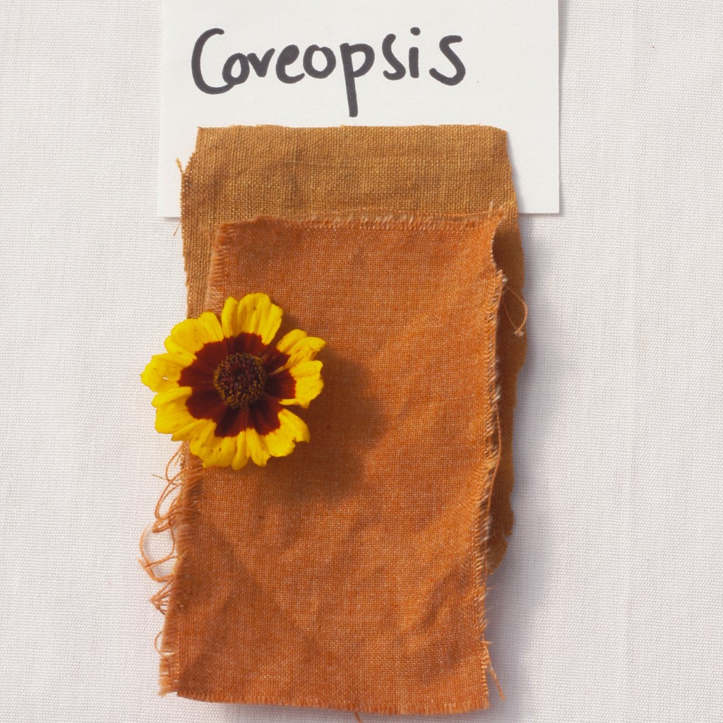 Dyer's Coreopsis (Organic) - Image 6