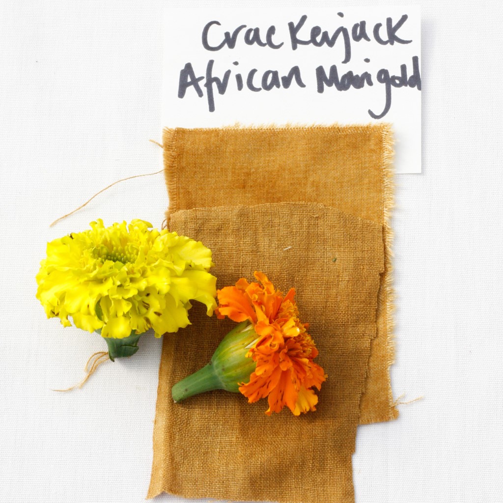 African Marigold - Crackerjack (Organic) - Image 5