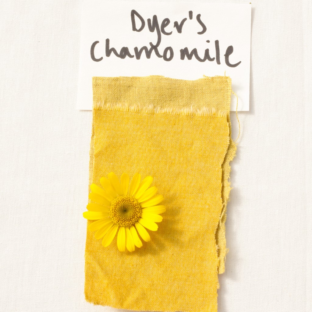 Dyer's Chamomile (Organic) - Image 4