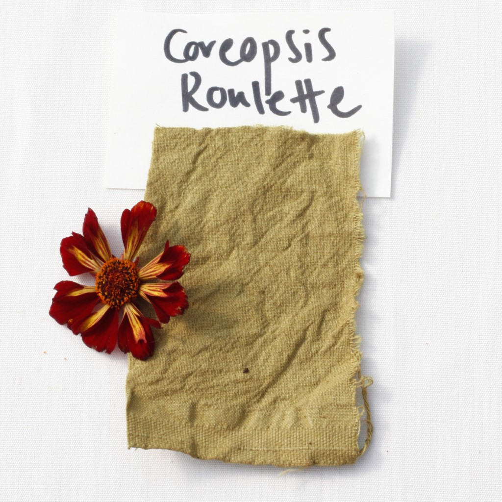 Coreopsis - Roulette (Organic) ***NEW FOR 2026*** - Image 3
