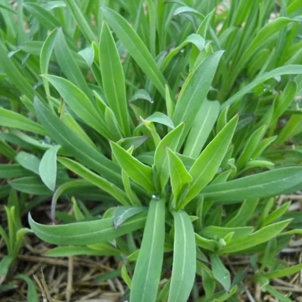 Stridolo (Organic) ***NEW FOR 2026*** - Image 2