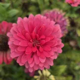 Zinnia - Carroussel (Organic)