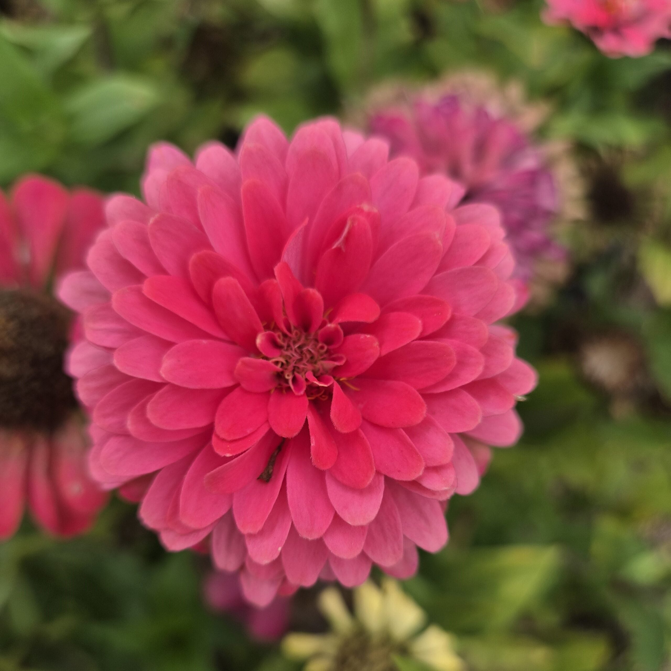 Zinnia - Carroussel (Organic) - Image 2