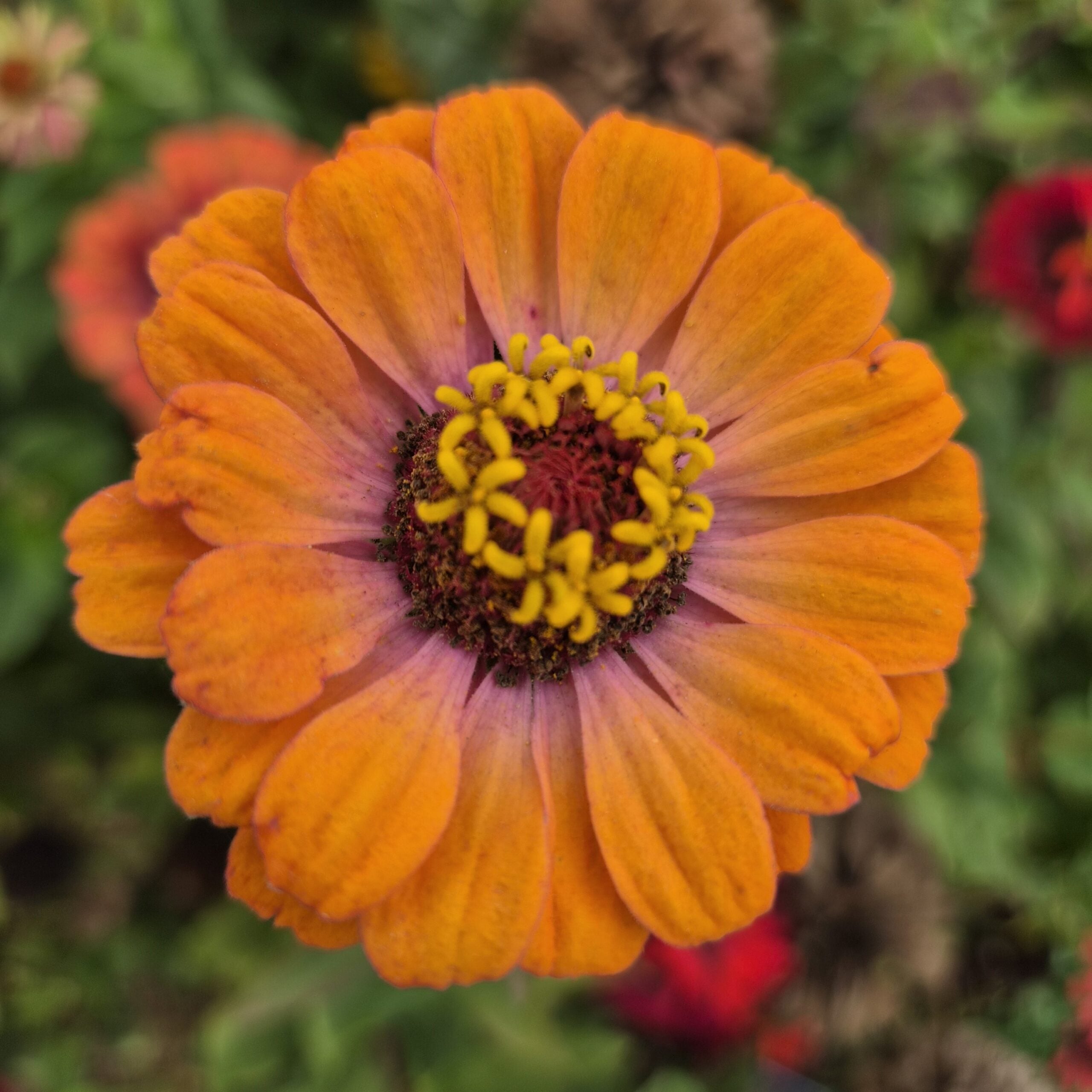 Zinnia - Carroussel (Organic) - Image 3