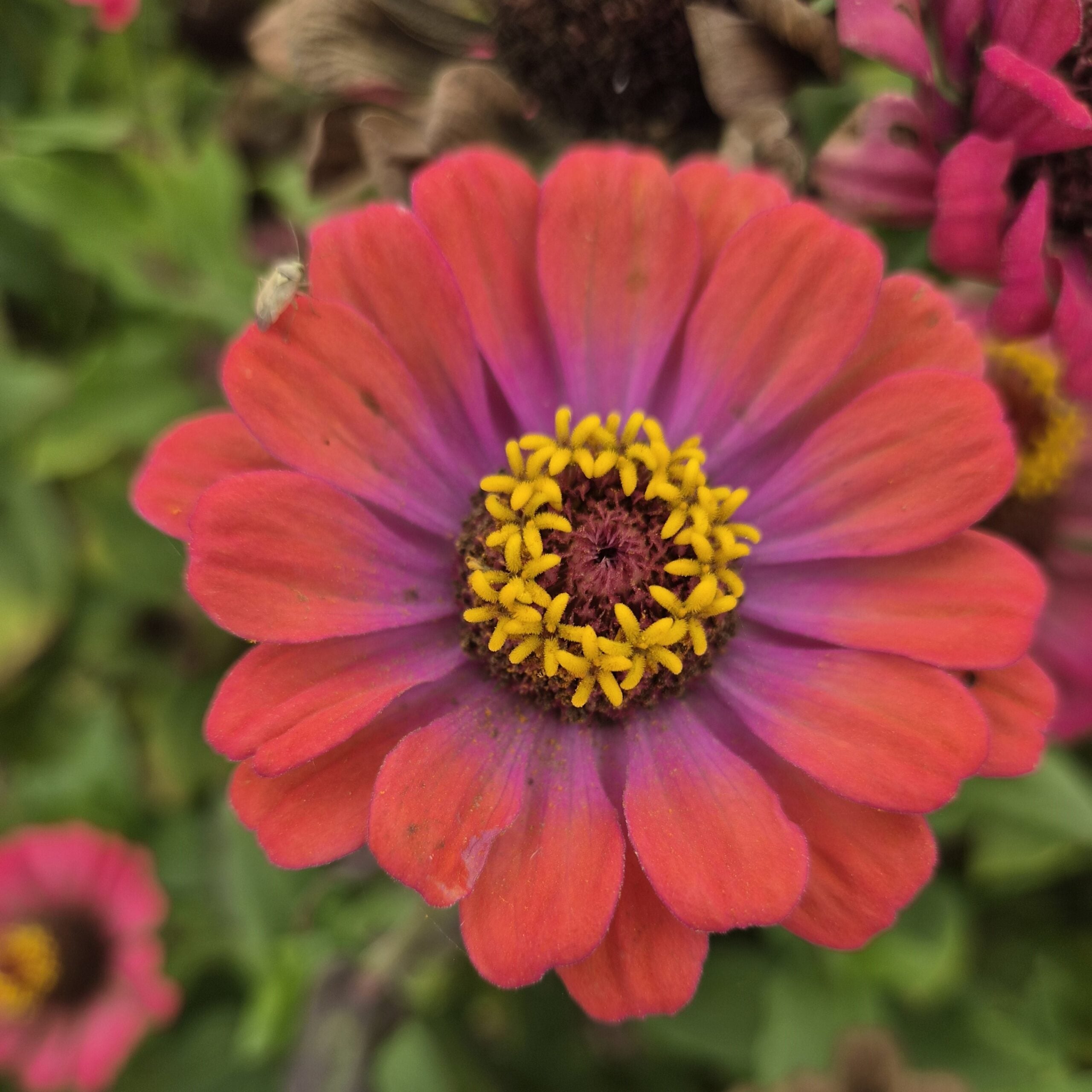 Zinnia - Carroussel (Organic) - Image 4