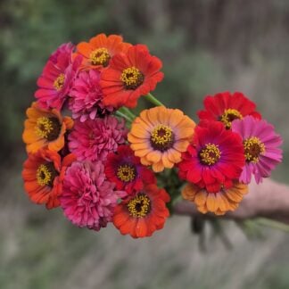 Zinnia - Carroussel (Organic)