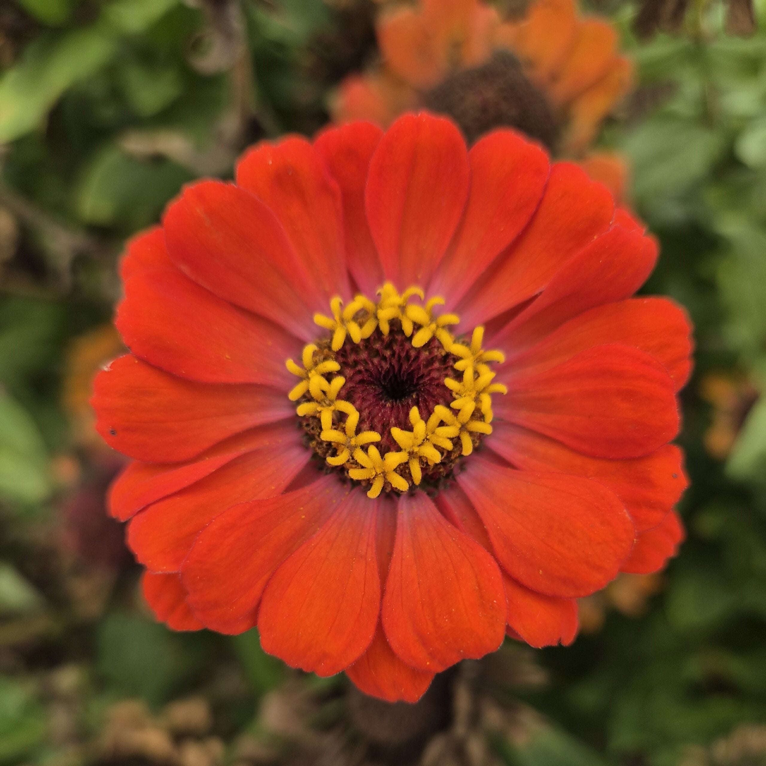 Zinnia - Carroussel (Organic) - Image 5